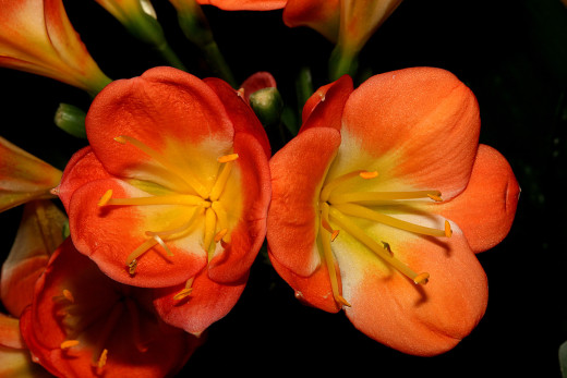 640057 (a): :1600x1067